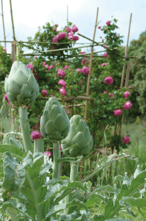 rosiers et artichaut dans un jardin