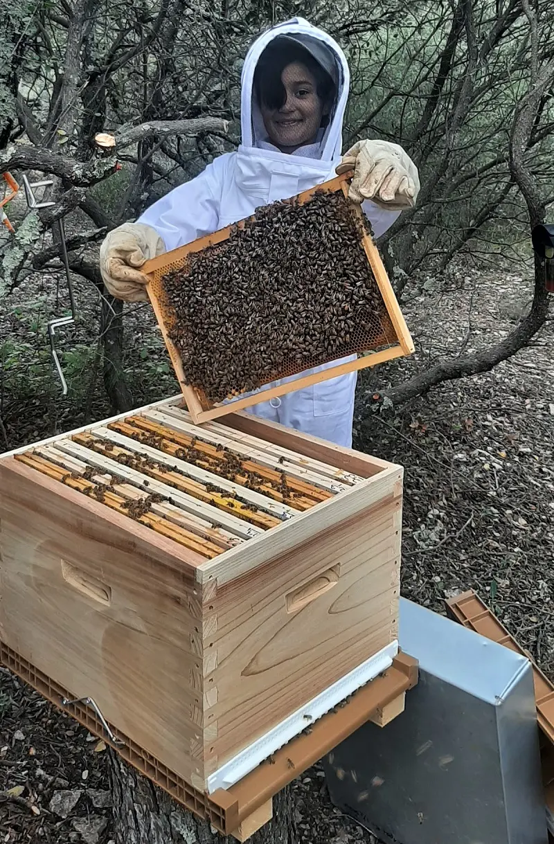 inspection de ruche
